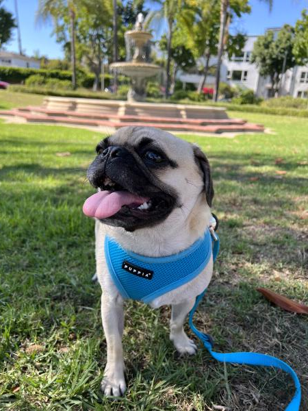 /images/uploads/pug nation rescue of los angeles/pugnation2024/entries/31026thumb.jpg